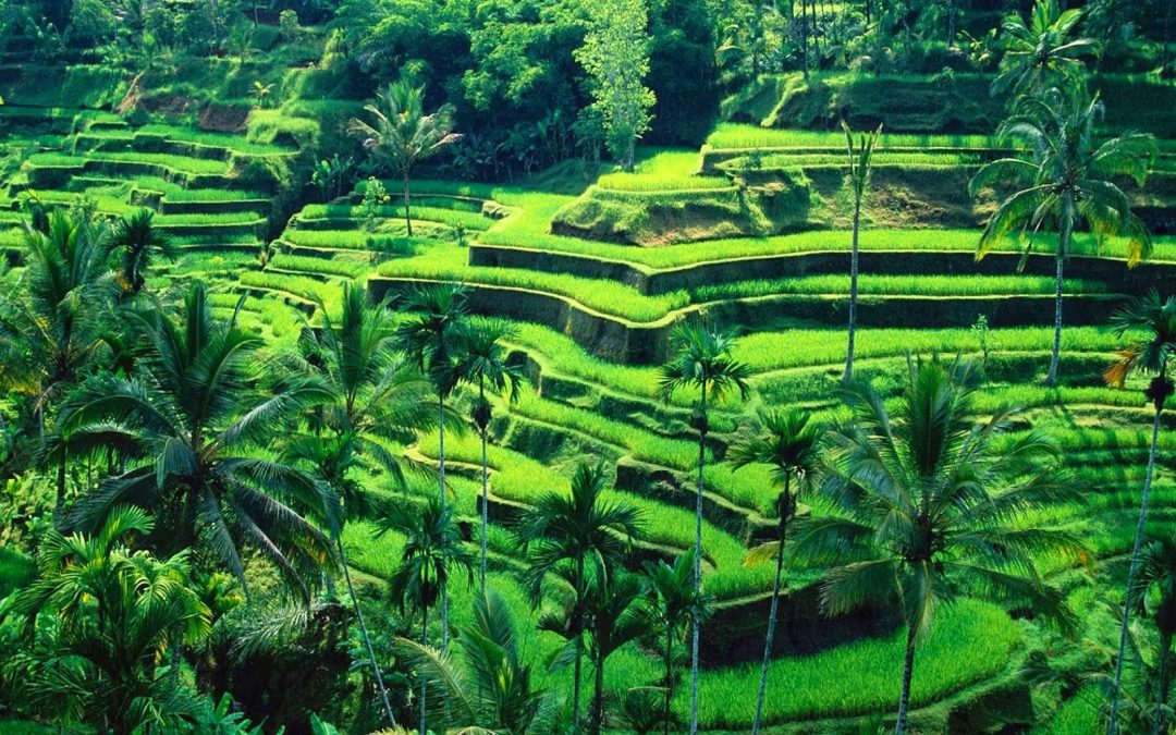 Tegalalang-Rice-Field-1080x675